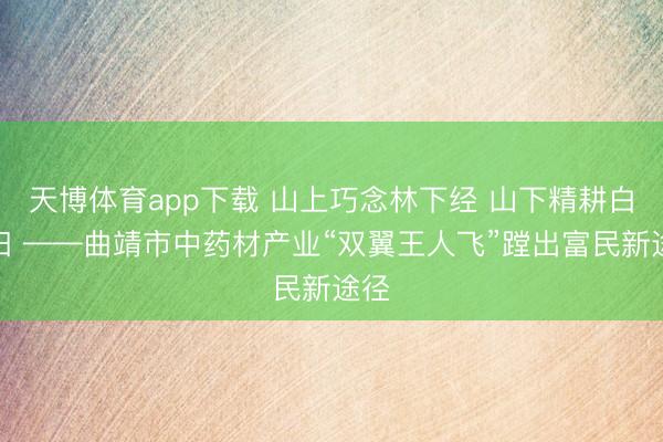 天博体育app下载 山上巧念林下经 山下精耕白及田 ——曲靖市中药材产业“双翼王人飞”蹚出富民新途径